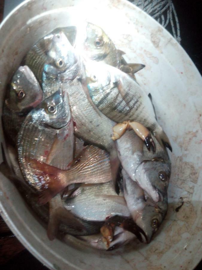 B&B Dal Pescatore Fažana Eksteriør bilde